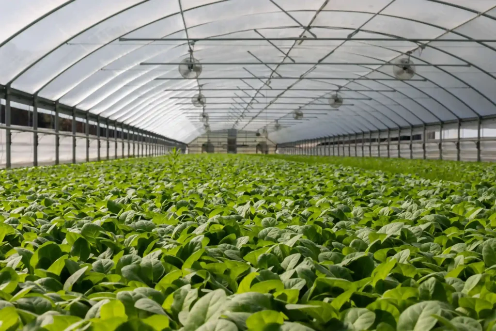 Interior view of a large commercial greenhouse filled with rows of seedlings, illustrating NB Coir's coir growing media for propagation and nursery disease control.