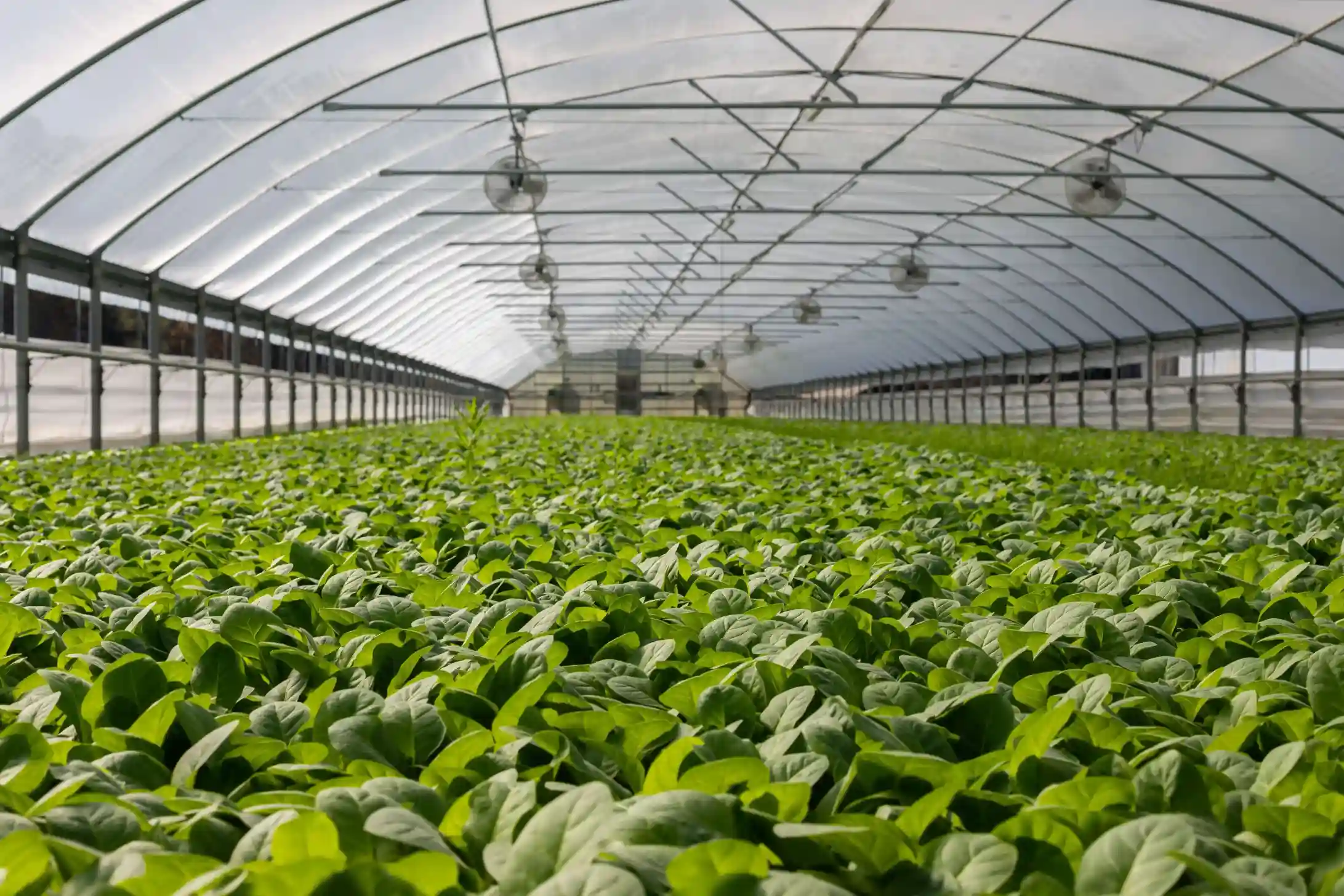 Interior view of a large commercial greenhouse filled with rows of seedlings, illustrating NB Coir's coir growing media for propagation and nursery disease control.