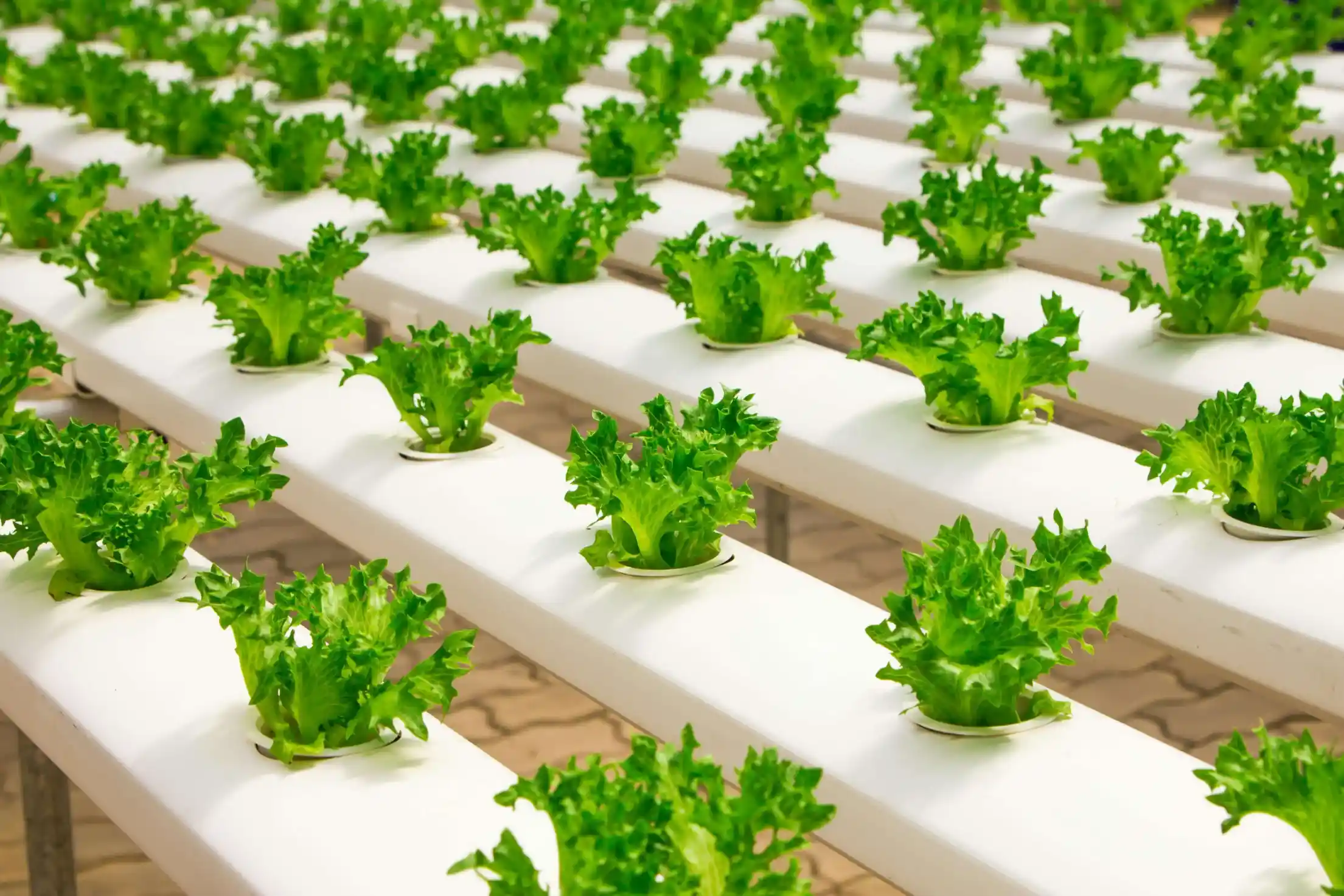 Rows of lettuce plants growing in a commercial hydroponic system using NB Coir's coco peat for stable pH and healthy root growth.