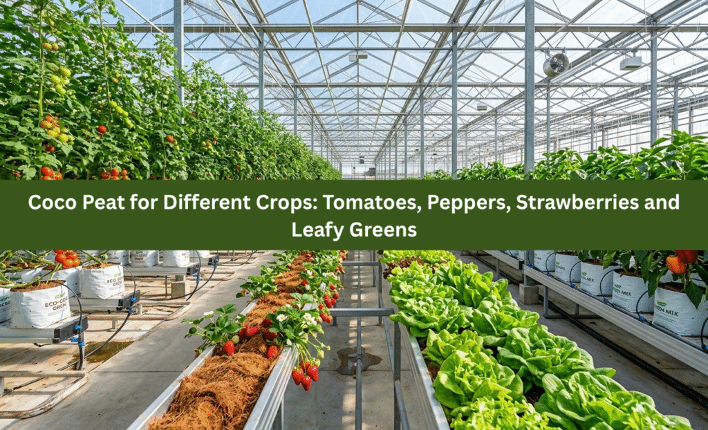 Coco Peat for Different Crops: Tomatoes, Peppers, Strawberries and Leafy Greens